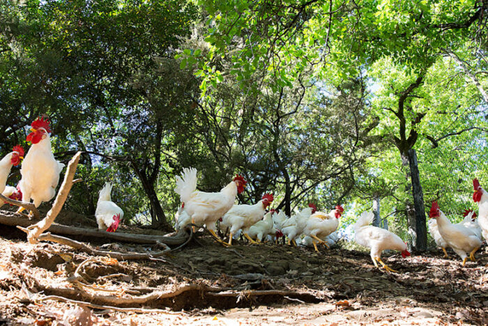 森の中の養鶏を復活させ、「あるべき味覚」を届ける女性の話