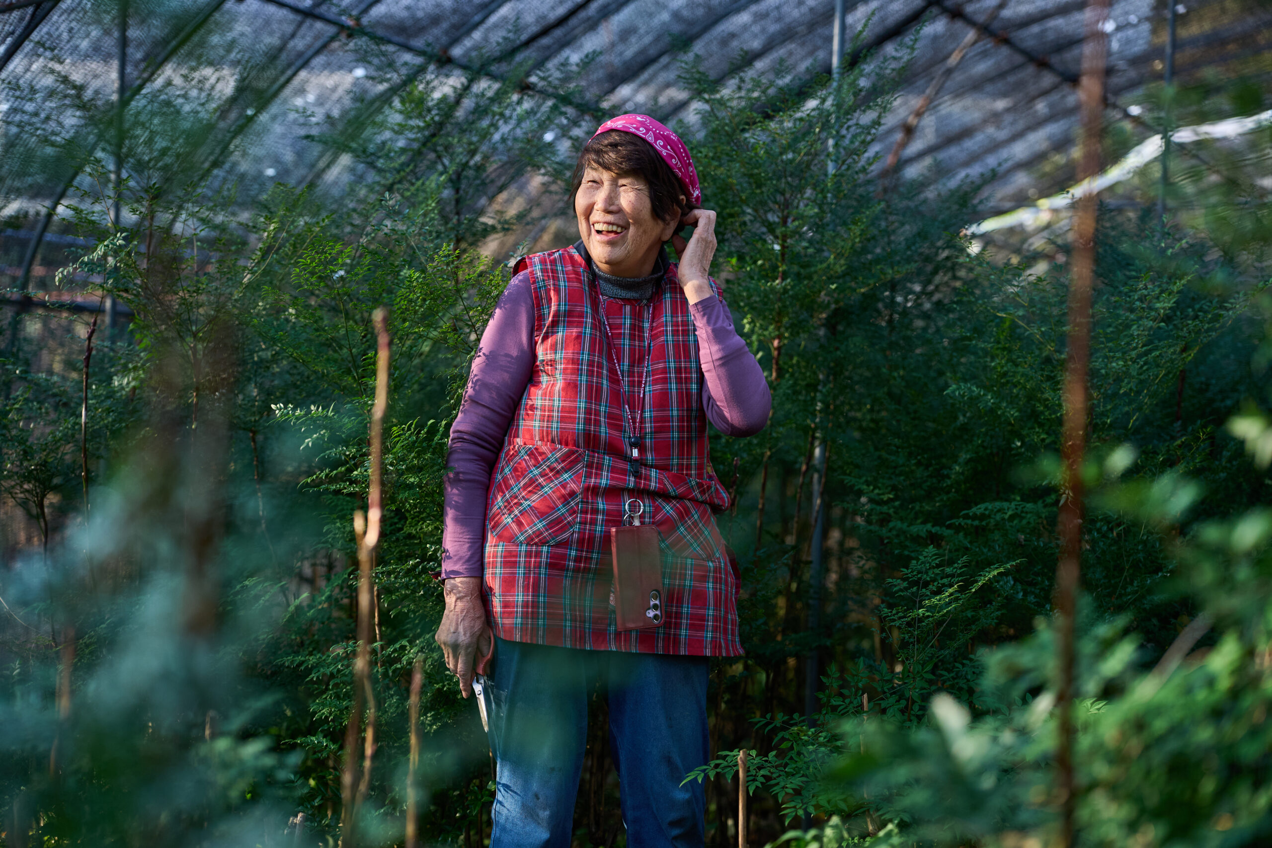 南天は、日焼けや寒さに焼けないように、屋根に寒冷シートをかけて栽培。1981年、異常寒波によって町の産業だったみかん栽培が大打撃を受けた。「代わりになる産業を」と奔走したのが、当時農協職員で、後に葉っぱビジネスを立ち上げた故・横石知二氏。ブランド名「彩（いろどり）」として葉っぱビジネスがスタートした。