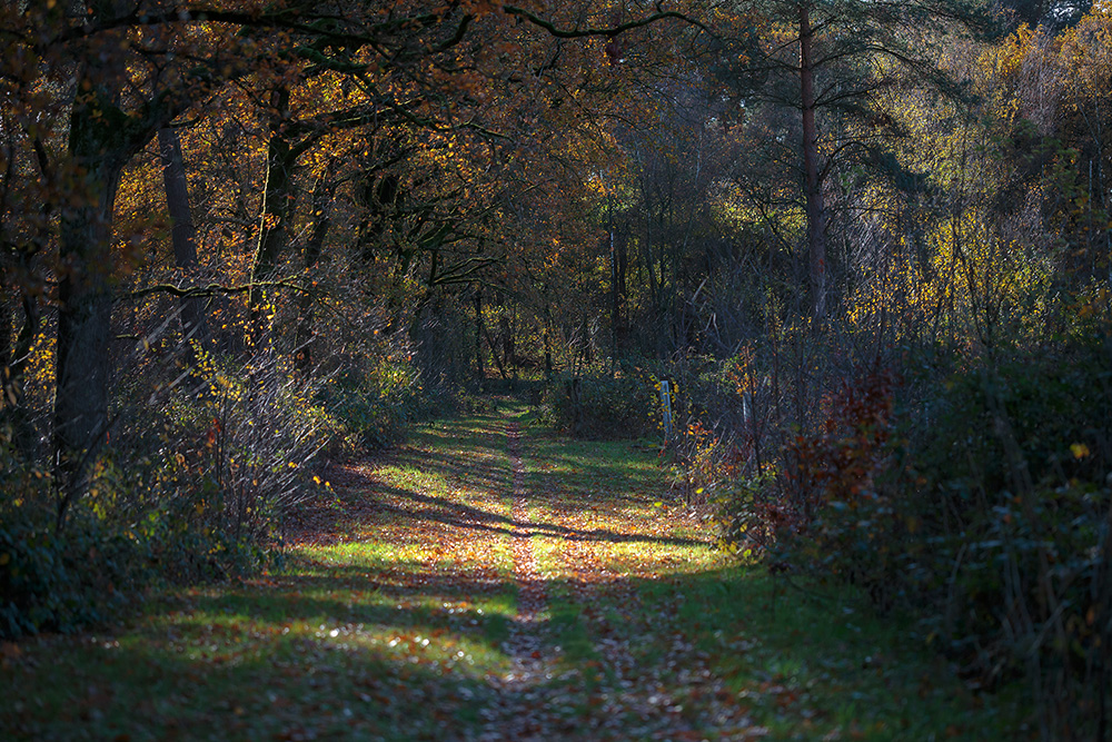シュタインバイザーの森の入り口