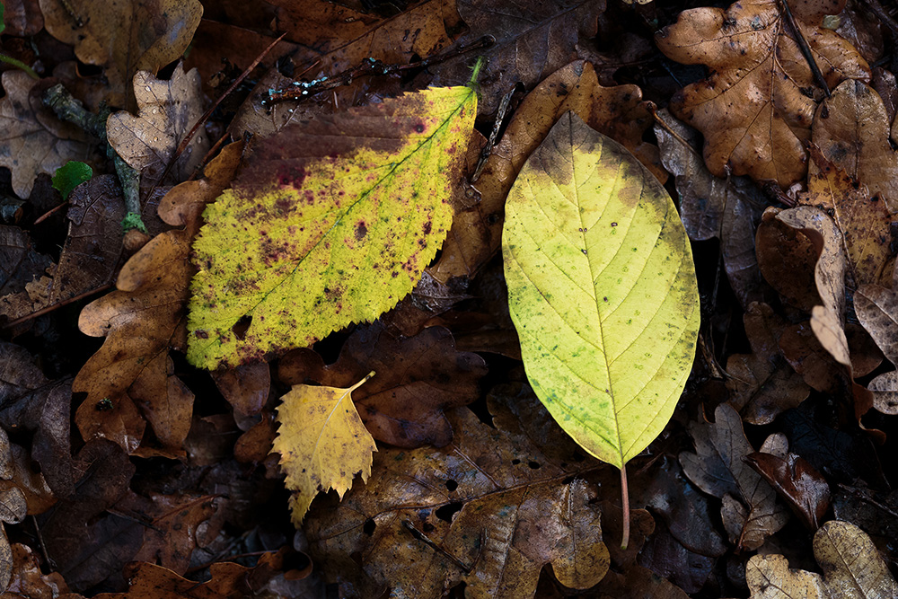 バード・チェリー