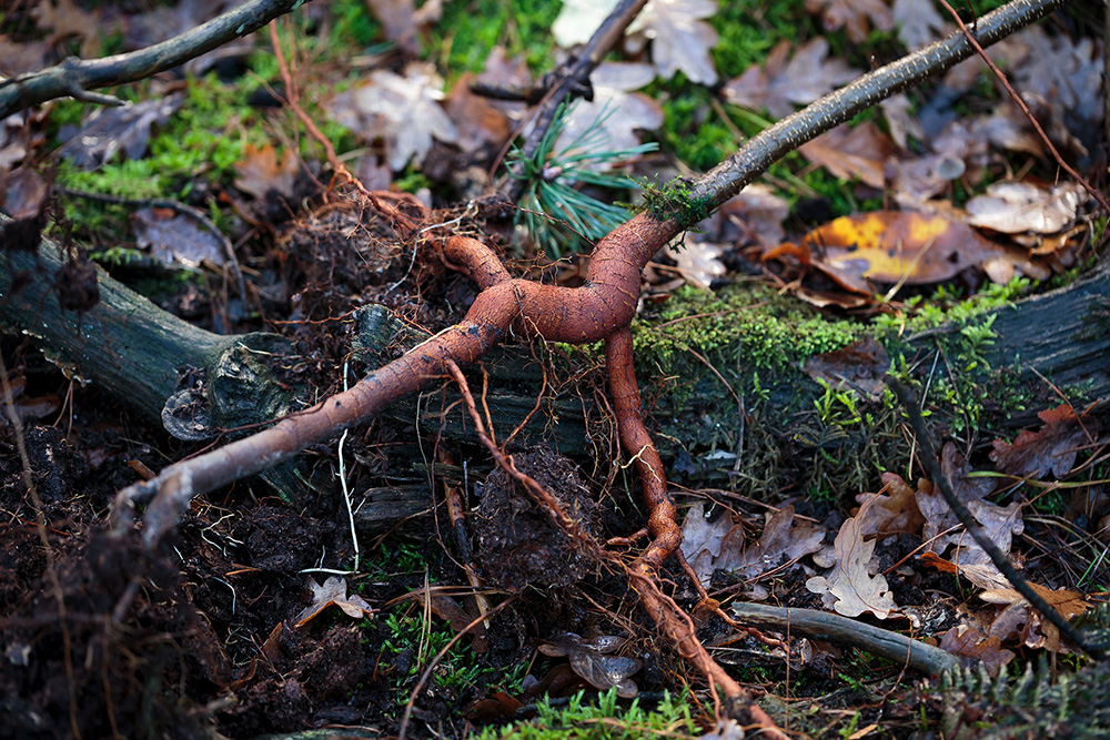 バード・チェリー