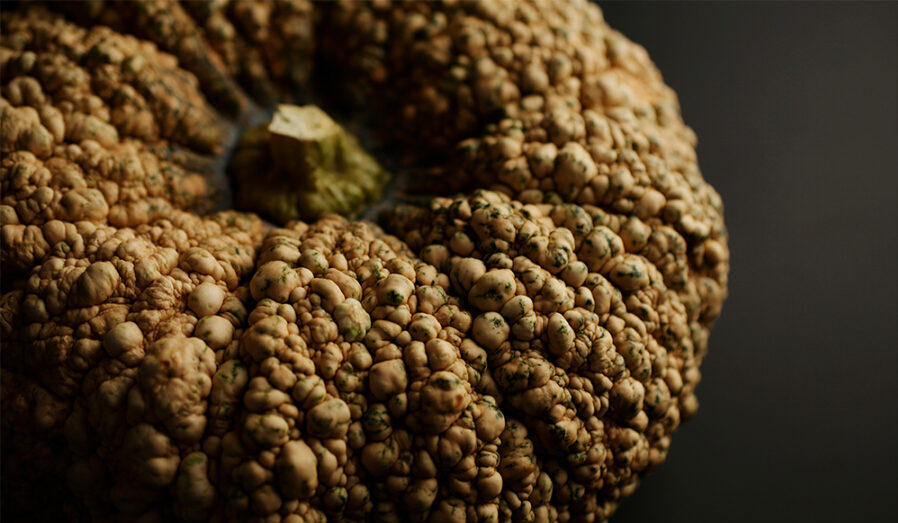 繋がりゆく、生命のかたち 「古来種野菜」は、美しい