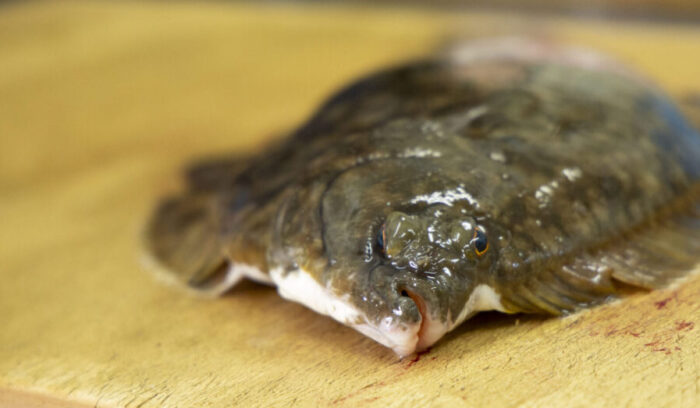 「手当」の技術で、魚の未来はもっと拓ける。命をつなぐ魚屋「塩谷魚店」