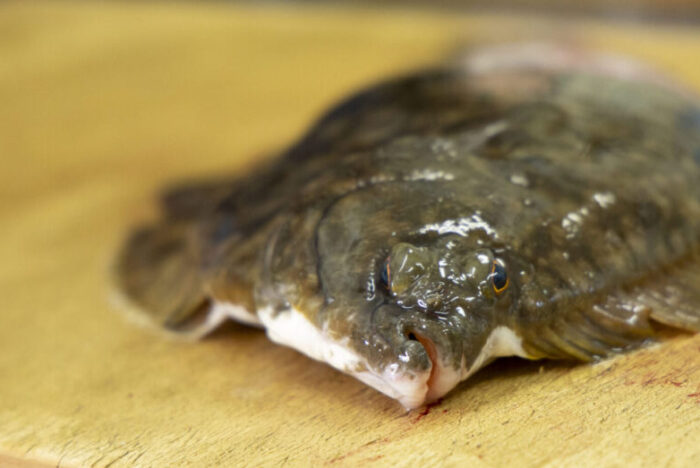 「手当」の技術で、魚の未来はもっと拓ける。命をつなぐ魚屋「塩谷魚店」